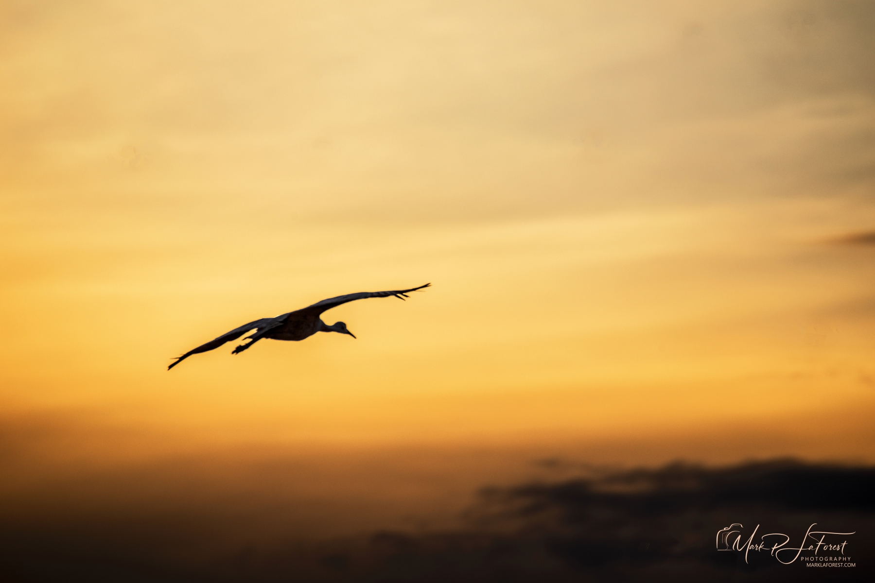 Sunset, Bosque del Apache, New Mexico